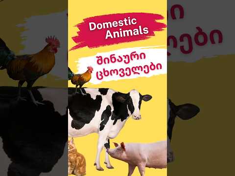 🐓ისწავლე ინგლისური -Learn Georgian:შინაური ცხოველები#georgianlanguage #ისწავლე #ისწავლეინგლისური